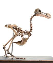 First Dodo Skeleton In 100 Years To Be Sold At Auction Dodo Skeleton Skeleton For Sale