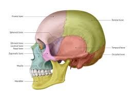 It is a single bone in the midline of the cranial cavity situated posterior to the frontal bone but anterior to the occipital. Skull Amboss