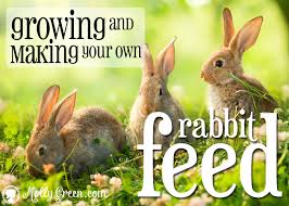 Sevdiklerinizi eşsiz bonnyfood kek, kurabiye ve truf lezzetleriyle gülümsetmek için tıklayın! Feeding Rabbits Naturally Growing And Making Your Own Rabbit Food Molly Green