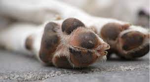 Why Is My Dog Constantly Biting And Licking His Paws