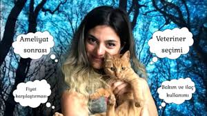 Kedimi Kisirlastirdim Tum Merak Edilenler Ve Dikkat Edilmesi Gerekenler Youtube