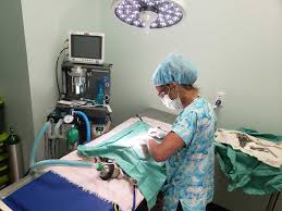 You can count on us to provide quality pet care seven days a week. Veterinary Services In Cape Carteret Nc Island Pet Veterinary Hospital