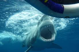 Whichever tour length you choose, you'll most likely be picked up in port lincoln and efficiently whisked away to the neptune islands 3 hours later, where you'll. Shark Cage Dive Special Tour South Australia