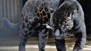 Hd wallpapers and background images. Black Jaguar Wallpapers Hd Download Desktop Background