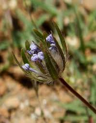 Image result for Belonophora coffeoides