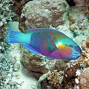 Great Barrier Reef Fish Are The Most Diverse On Earth