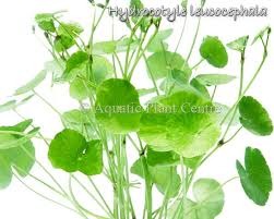 Image result for Hydrocotyle