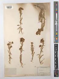 Image result for Centemopsis filiformis
