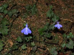 Image result for Lobelia cobaltica