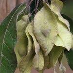 Image result for Terminalia mollis