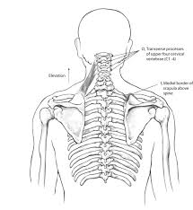 Pelvic girdle pain during or after pregnancy: Https Www Kean Edu Jeadams Docs Kinesiology Kines Power Points Kines Chap 4 Pdf