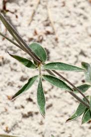 Image result for Antopetitia abyssinica