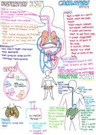 Respiratory Circulatory Digestive Systems Medical Student Study Biology Lessons Nursing School Notes