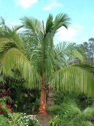 Cocos also to know is, why do some palm trees not have coconuts? California Coconut Palms Beccariophoenix Alfredii Palm Tree Plant Palm Trees Landscaping Palm Tree Types