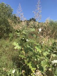 Image result for Macleaya