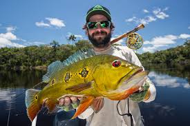 Peacock bass (or brazilian tucunaré) (cichla) is a genus of large cichlids, diurnal and predatory freshwater fish native to the amazon and orinoco basins, as well as rivers of the guianas, in tropical south america. Rio Marie Giant Peacock Bass On The Untamed Amazon Scale Magazine