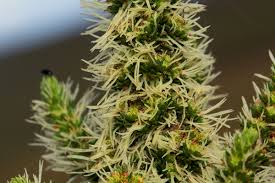 Image result for Anthospermum usambarense