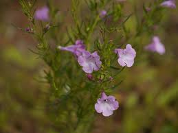 Image result for Sopubia ramosa