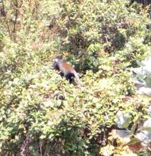 Image result for Bothriocline nyungwensis