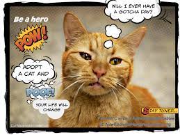 Odin S Gotcha Day On National Cat Day Cat Wisdom 101 Everything Feline Since 2011 National Cat Day Gotcha Day Cats