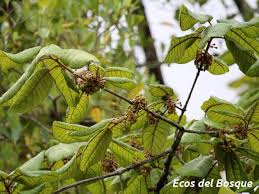 Image result for Pouteria pseudoracemosa