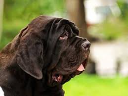 We've rounded up some of the most friendly and tiny breeds of toy dogs (not to be confused with 43 small dog breeds that make perfect companions. Neapolitan Mastiff Price Temperament Life Span