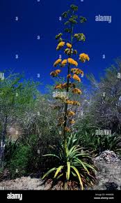 Image result for Asparagaceae