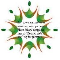 Image result for Psilotrichum scleranthum