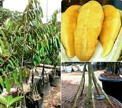 Banner selamat datang pernikahan berfungsi untuk memberikan informasi kepada para tamu undangan. Jual Kw Super Bibit Tanaman Buah Durian Musang King Kaki 6 Tinggi 1 Meter Kota Semarang Pohonku Rindang Tokopedia