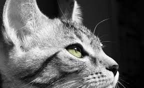 Use revenuecat to fetch products, make purchases, and check subscription status. Barkbox For Cats Monthly Subscription Boxes For Cats