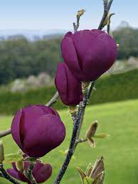 Magnolia Tulip Magnolia Magnolia Flower Black Tulips