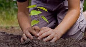 Flowers that grow on trees in hindi. 10 Lines On Save Trees In Hindi