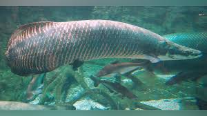 Tetapi ikan hias air tawar ini tidak hanya dipelihara saja, kini banyak juga orang yang membudidayakannya dan menjadikannya salah satu peluang bisnis. 31 Jenis Ikan Hias Air Tawar Paling Digemari Dan Cara Perawatannya