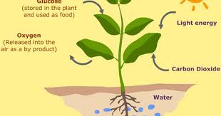 Photosynthesis Education News Photosynthesis Nutrition In Plants Plants
