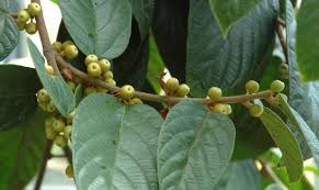 Image result for Ficus pseudomangifera