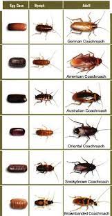 Maybe you would like to learn more about one of these? Baby Kitchen Cockroach Eggs Novocom Top