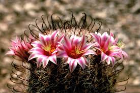 A community dedicated to the discussion of cactaceae species and hybrids. Top 5 Most Beautiful Cactus Flowers Earth Com Earthpedia
