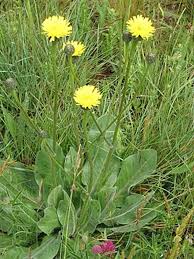 Image result for Hypochaeris