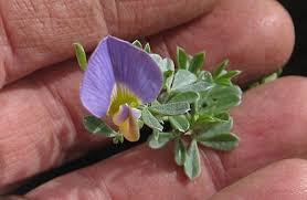 Image result for Lotononis bainesii