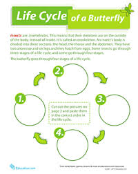 Watch the four stages come to life with this printable life cycle of a butterfly chart. Life Cycle Of A Butterfly Worksheet Education Com