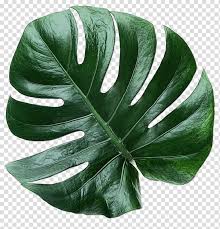 Palm Tree Leaf Alocasia Odora New Guinea Shield Plants Paintedleaf Begonia Heart Of Jesus Ornamental Plant Transparent Background Png Clipart Hiclipart Green leaf, tea leaf, fresh tea leaves, watercolor leaves, leaf png. palm tree leaf alocasia odora new