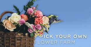 Maybe you would like to learn more about one of these? There Is A Pick Your Own Flower Farm In Idaho That Will Take Your Breath Away Totally Boise