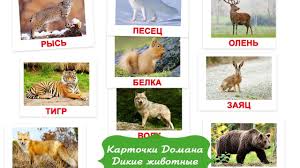 дидактические карточки домашние животные и их детеныши картинки для Kartochki Domana Dikie Zhivotnye Rossii Kartinki Dlya Malyshej Smotret On Dikie Zhivotnye Zhivotnye Dlya Malyshej