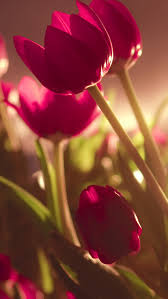 صور خلفيات ورود flowers عالية الدقة