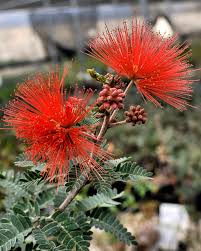 Image result for Calliandra