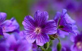 Purple Flowers Purple Violet Flower Purple Flowers Wallpaper Types Of Purple Flowers Violet Flower