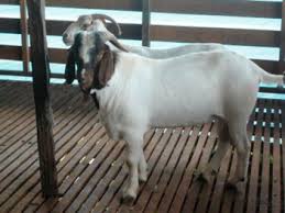 Die neusten fußballschuhe, trikots und ausrüstung. Goat An Overview Sciencedirect Topics