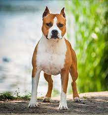 The american staffordshire terrier is a strong dog whose intelligence and athletic build make him suitable for numerous dog sports, including agility, confirmation, and tracking. Pin On Best Amstaff