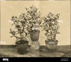 Image result for Exacum oldenlandioides