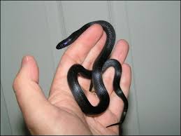 These snakes are usually either black and white in striking patterns, or brightly colored with reds, blacks and yellows. Meet The Mexican Black King Snakes Jonathan S Jungle Roadshow